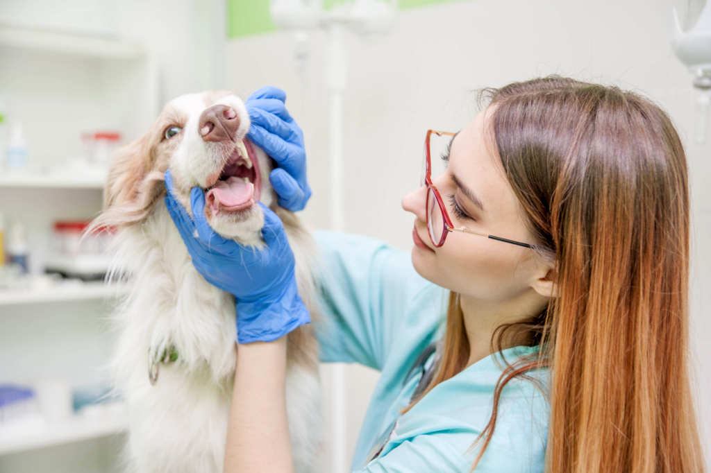 The Importance of Dental Care for Pets