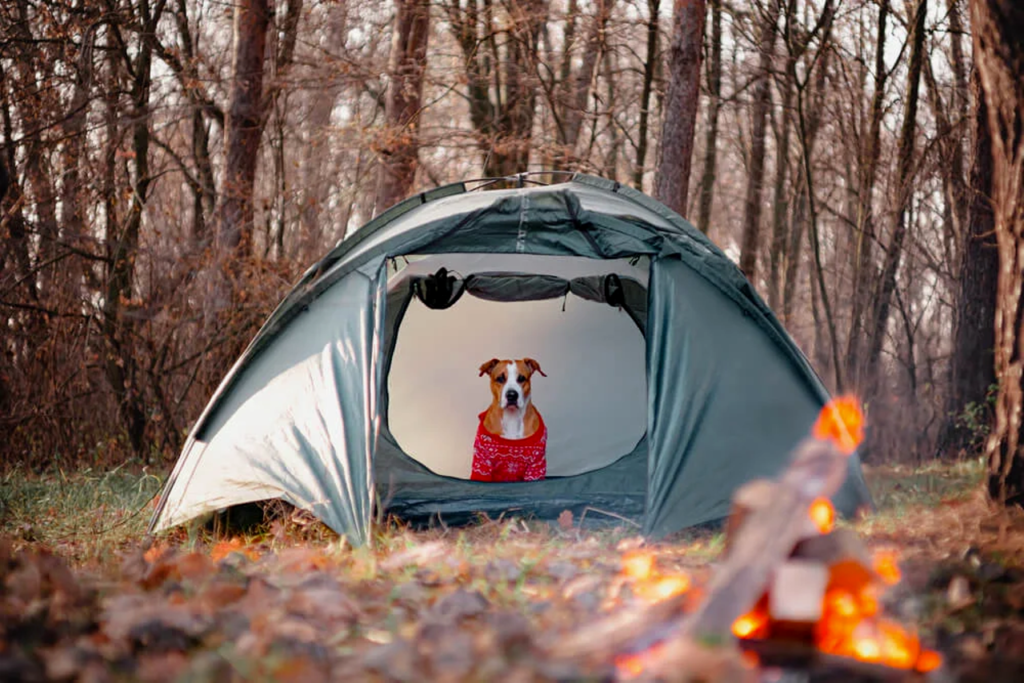 Tips for Pet Owners on Camping Safety