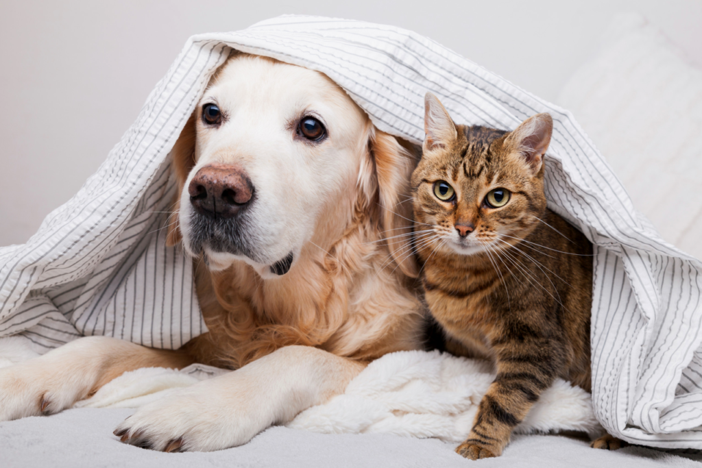 Winter Pet Care Tips 2023
