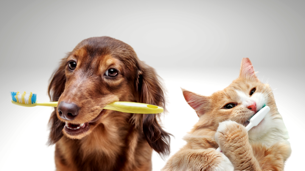 The Importance of Pet Dental Health