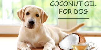 Benefits of Coconut Oil for Dogs