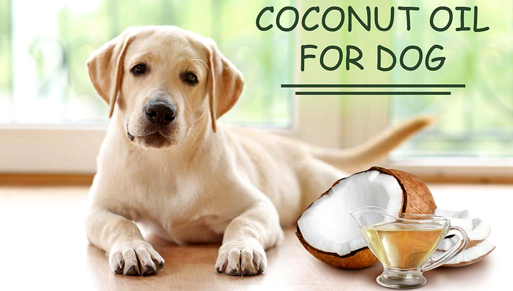 5 Benefits of Coconut Oil for Dogs - Pet Care Bytes