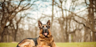 German Shepherd Dog Names for Your Puppy