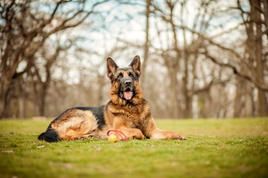 German Shepherd Dog Names for Your Puppy