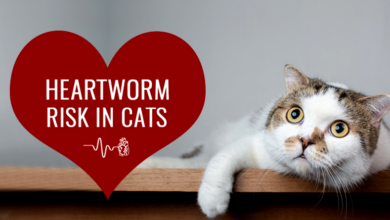 Heartworm Disease in Cats