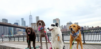 Importance of Pet-Friendly Cities