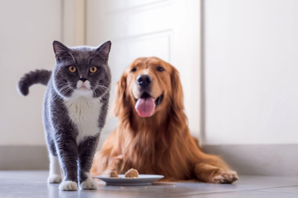 Understanding Pet Obesity Identifying Risks and Managing Weight