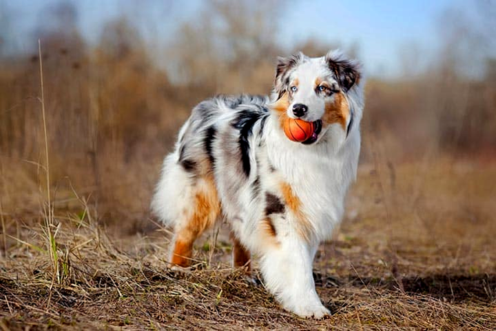 Top Dog Breeds for Outdoor Enthusiasts