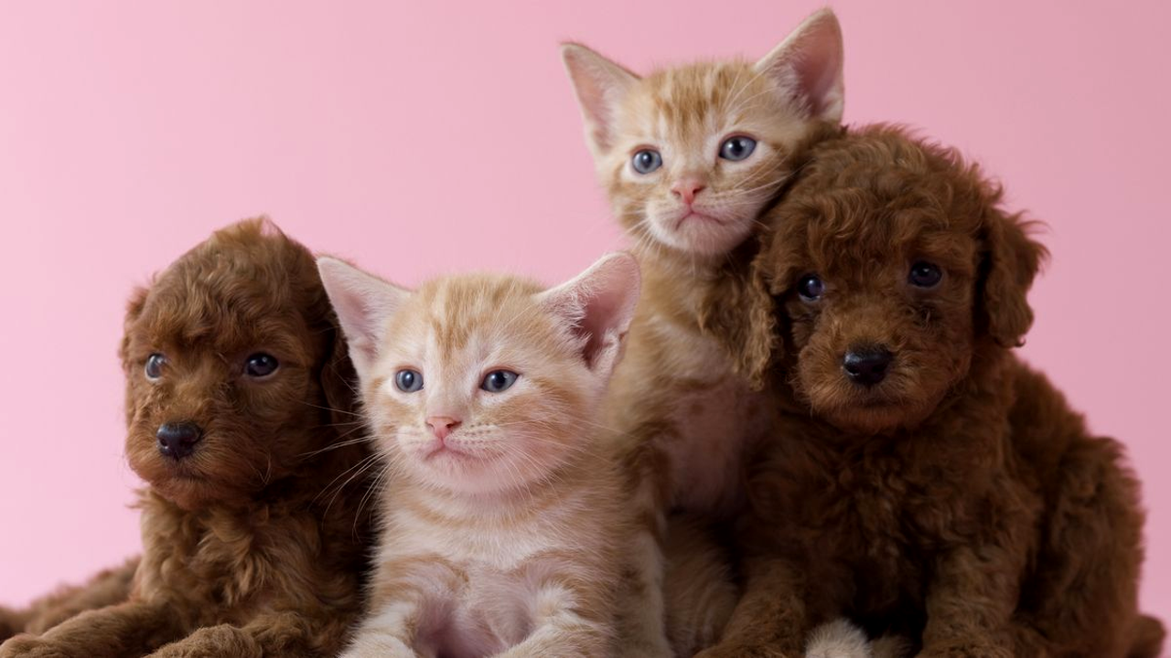 Average Cost of Owning a Dog per year in UK Pet Care Bytes