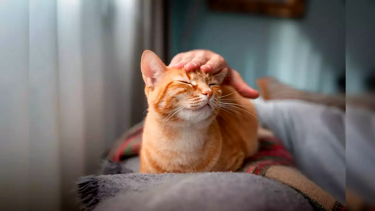 pet-care-tips-for-cats-2024-petcare-bytes
