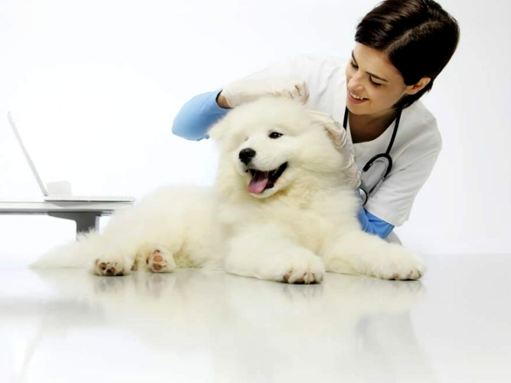 Pet Care Tips for Dogs 2024