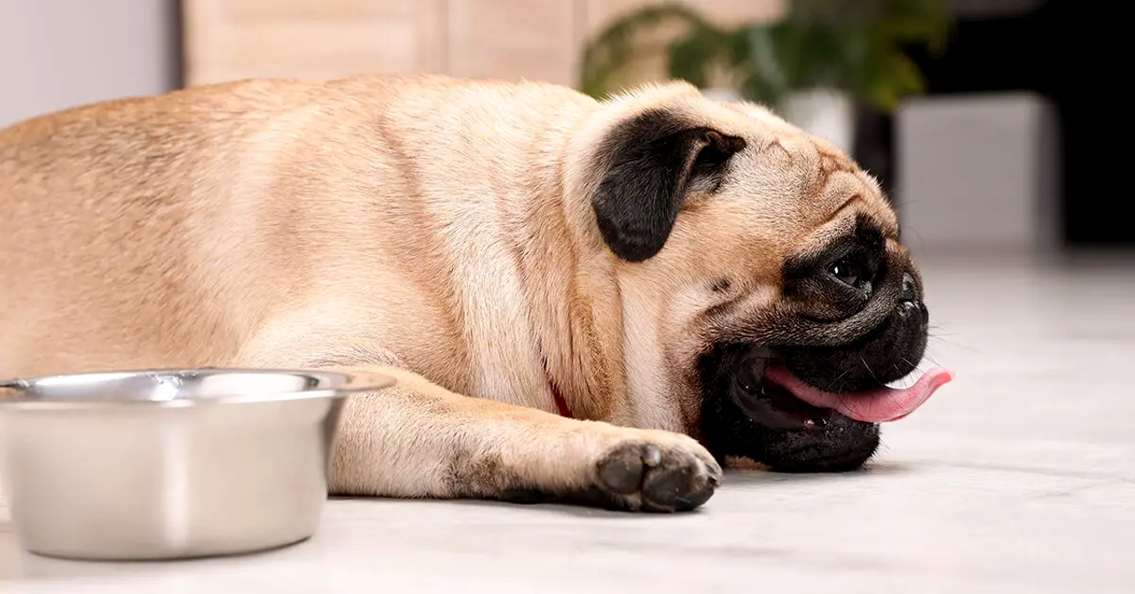 Tips to Prevent Dehydration in Pets