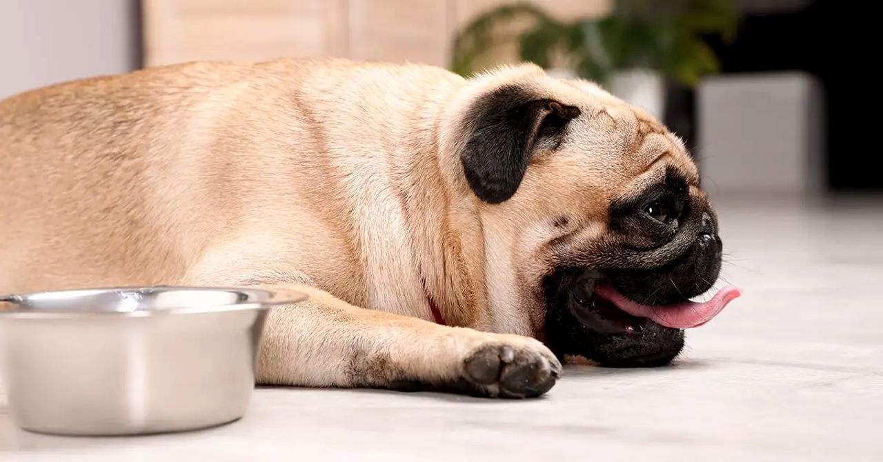 A closer look at Chronic Dehydration In Dogs With Food Sensitivities