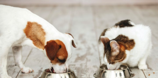 Benefits of Pet Health Supplements