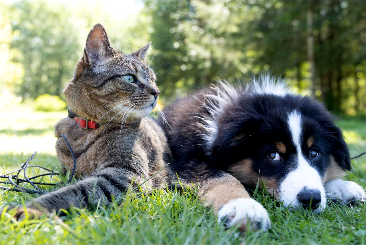 Common Pet Diseases Symptoms and Prevention