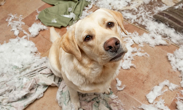 Common Signs of Stress in Pets