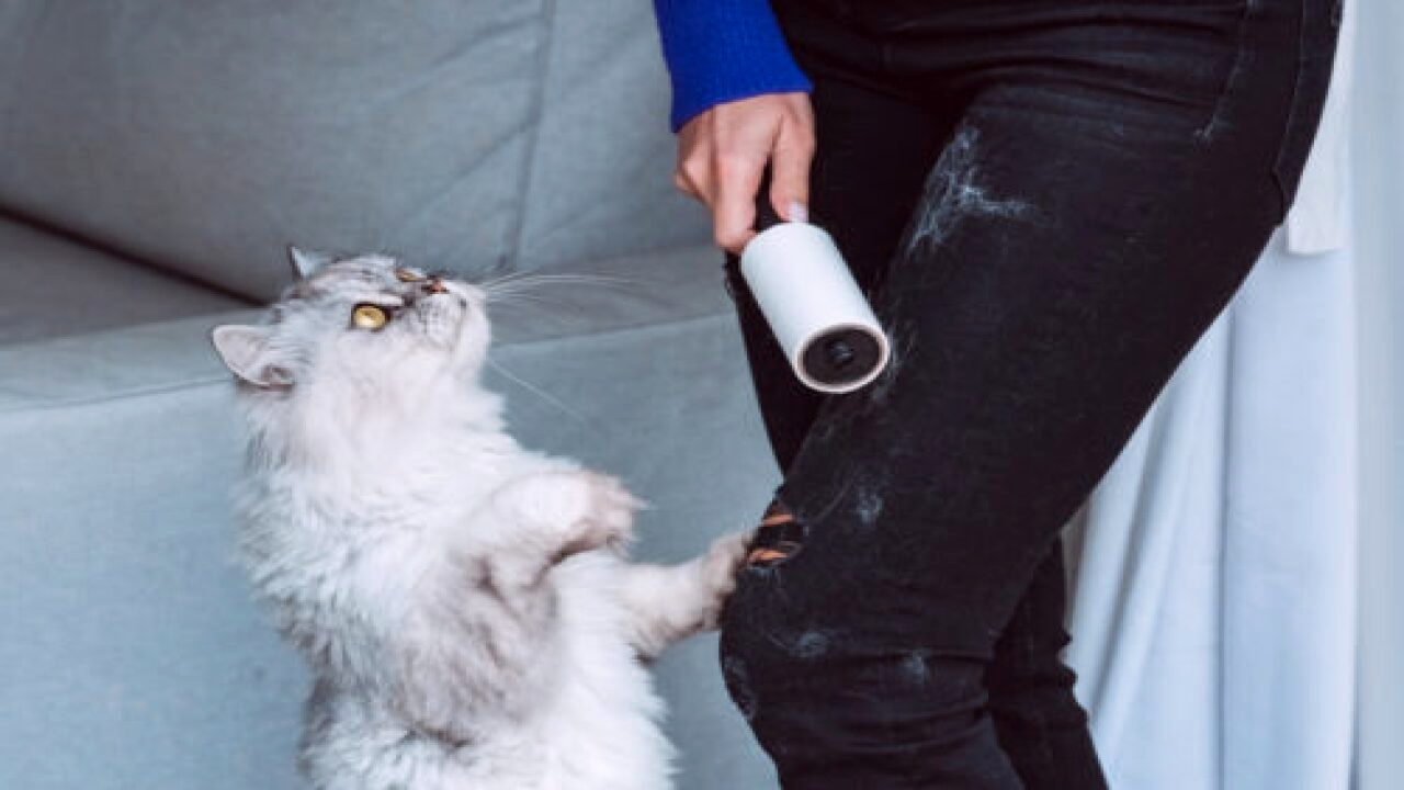 How to Remove Pet Fur in 2024 Pet Care Bytes