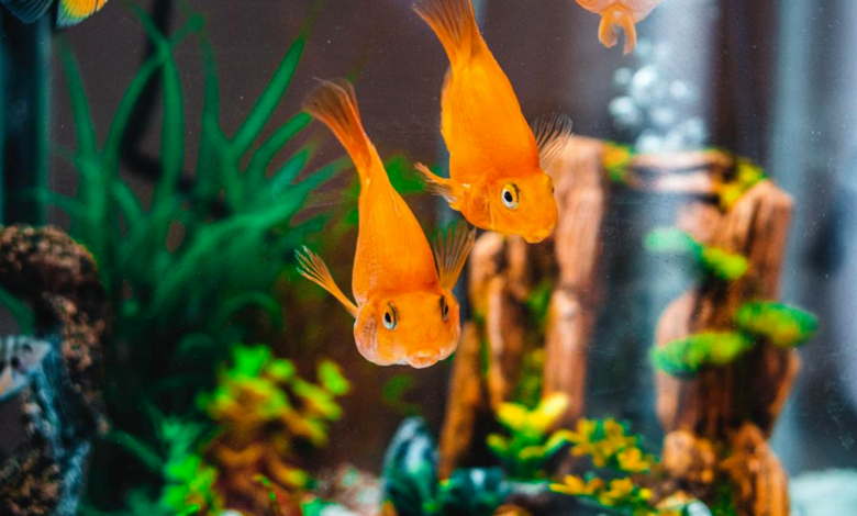How to Set Up a Freshwater Aquarium
