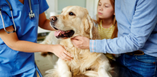 The ABCs of Pet Medications What You Need to Know