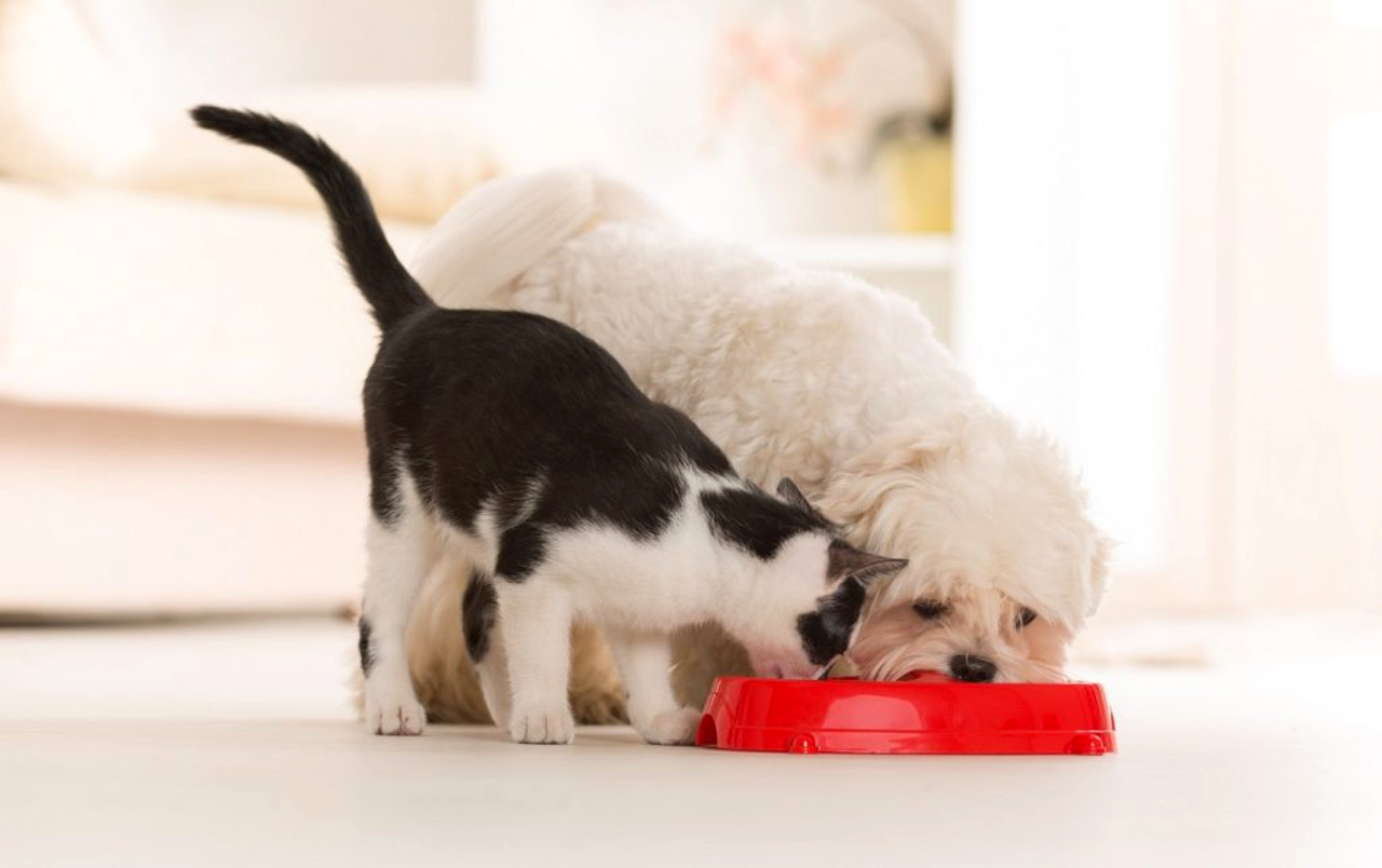 The Impact of Nutrition on Your Pet's Health