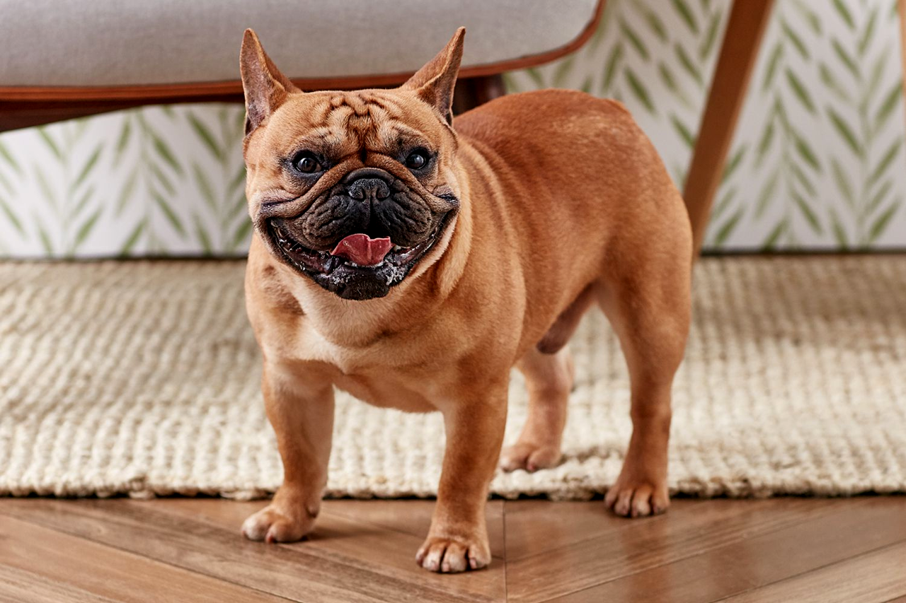 Why Is My Dog Panting So Much? Pet Care Bytes