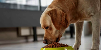Why Should My Dogs Eat Slowly