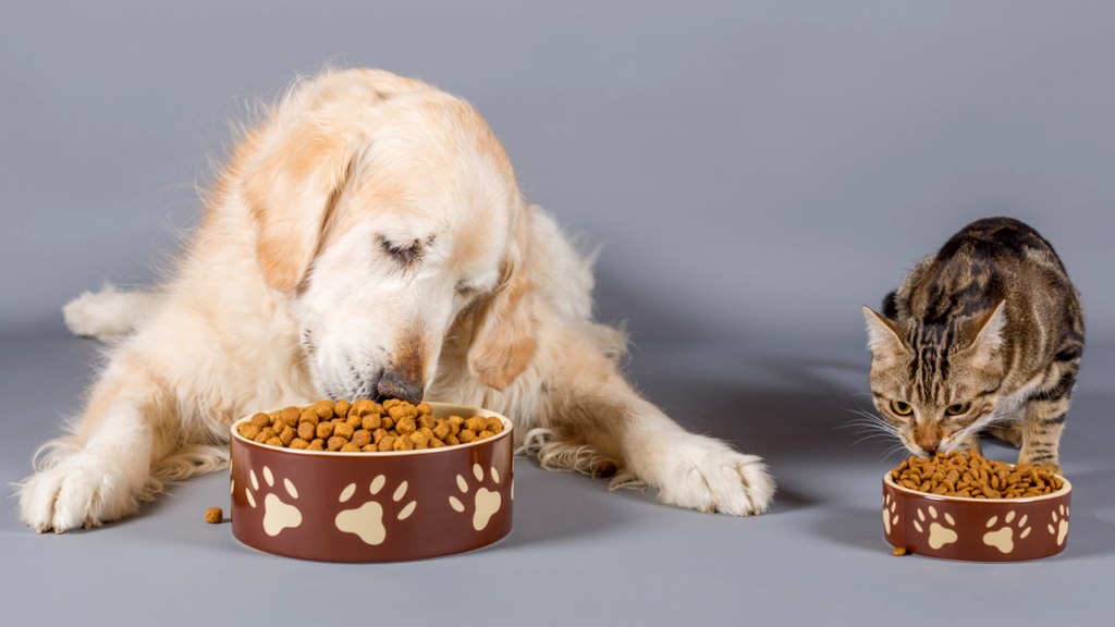 Choosing the Right Pet Food A Guide for Pet Parents