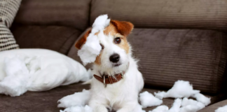 How to Manage Separation Anxiety in Pets