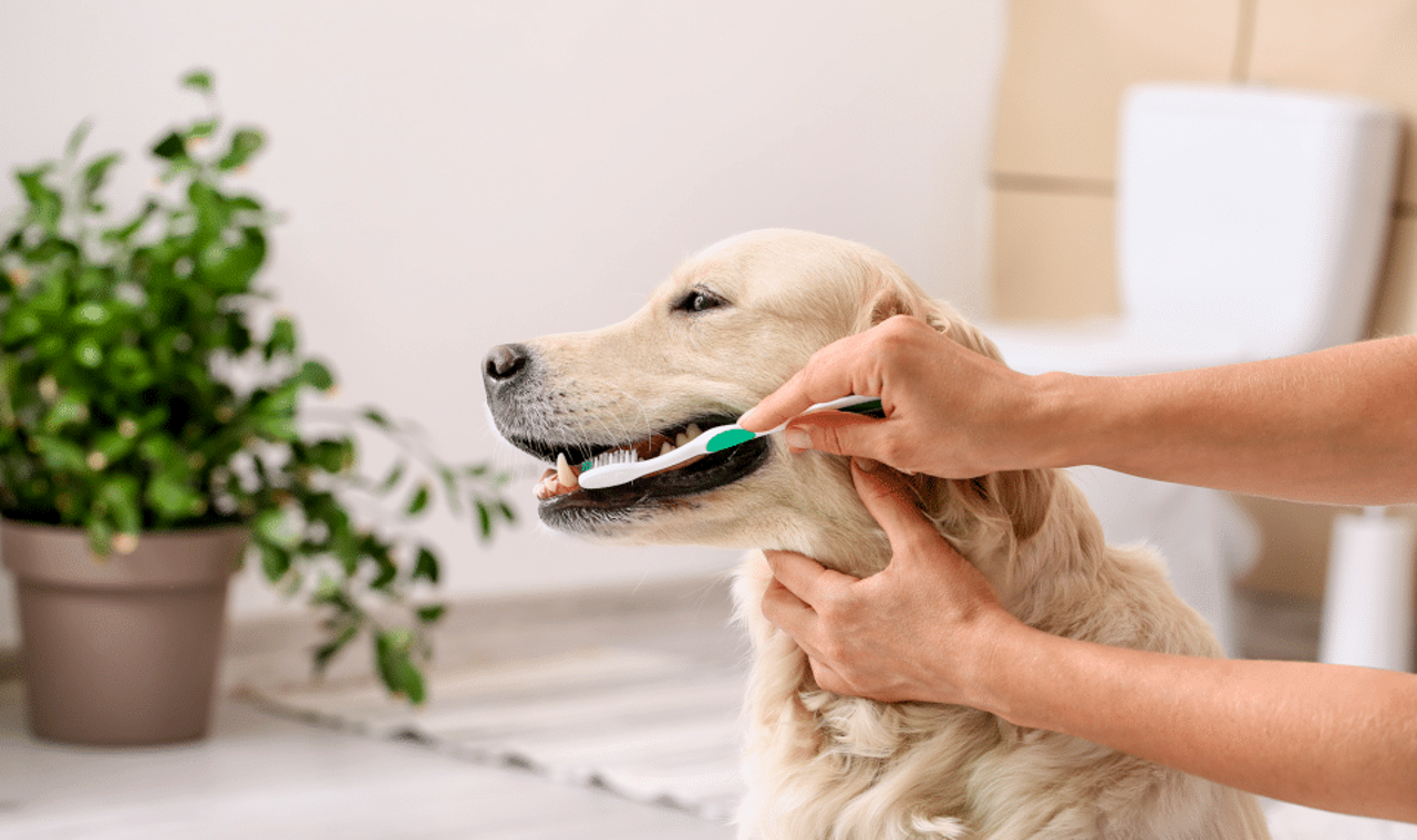 What to Know About Cheap Dental Pet Care Tips