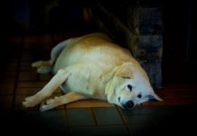 Understanding and Preventing Pet Obesity