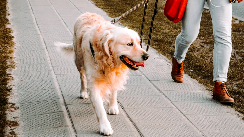 Common Mistakes New Pet Parents Should Avoid