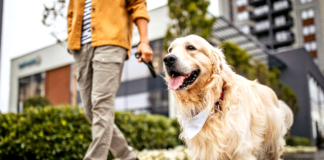 How to Choose the Right Pet Sitter