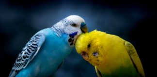 Pet Insurance for Exotic Birds