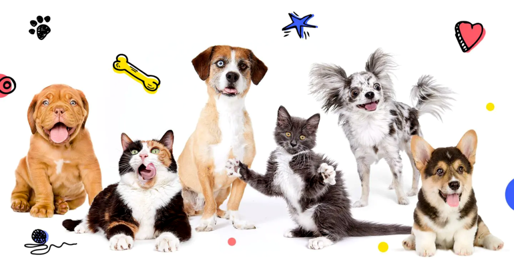 Pet Insurance for Puppies and Kittens