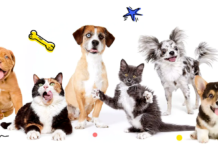Pet Insurance for Puppies and Kittens