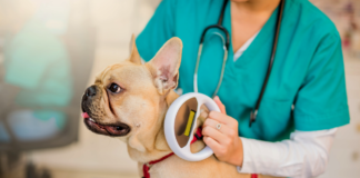 Pet Microchipping Benefits and Considerations