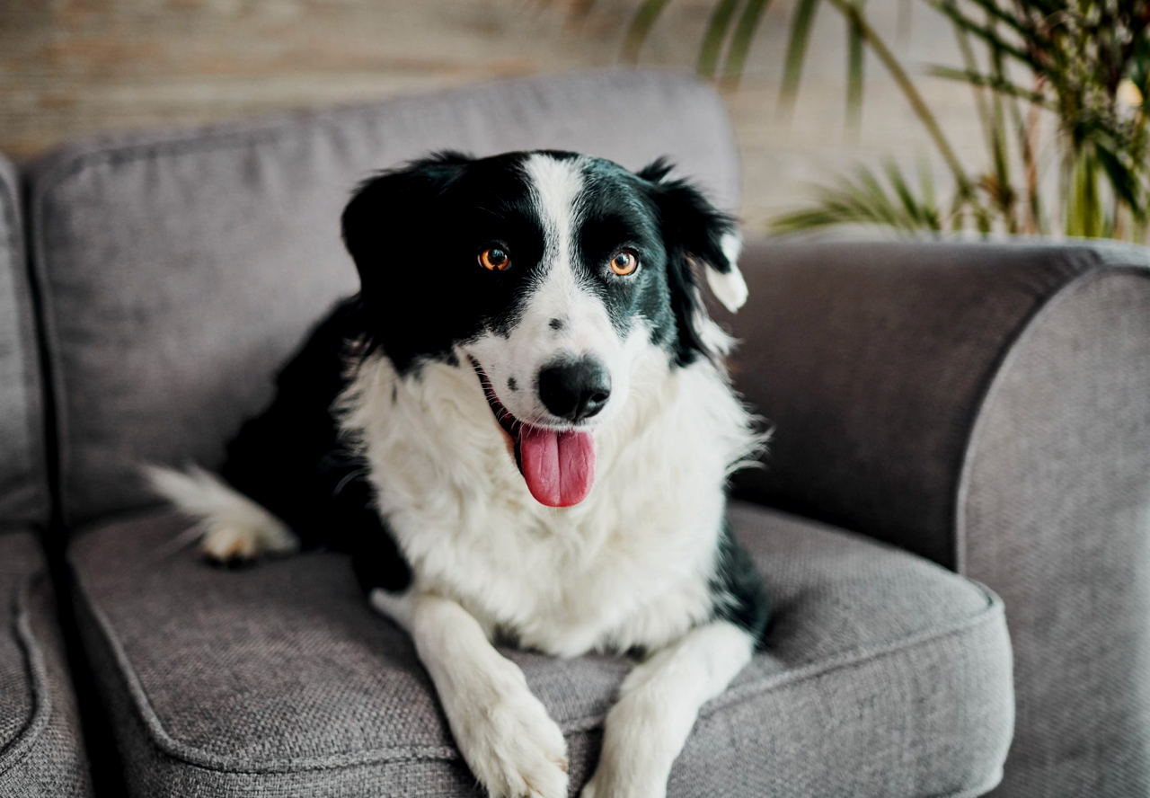 Pet-Proofing Your Home: Preventing Accidents - Petcare Bytes - Pet Proofing Your Home Carpeted Areas Tips