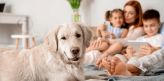 Preventing Common Pet Injuries