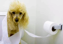 Toilet Water Safe for Pets