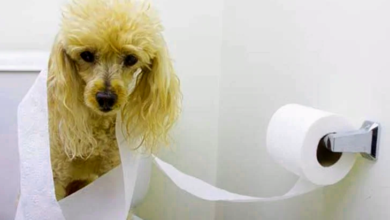 Toilet Water Safe for Pets