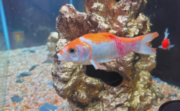 fungal infections in fish