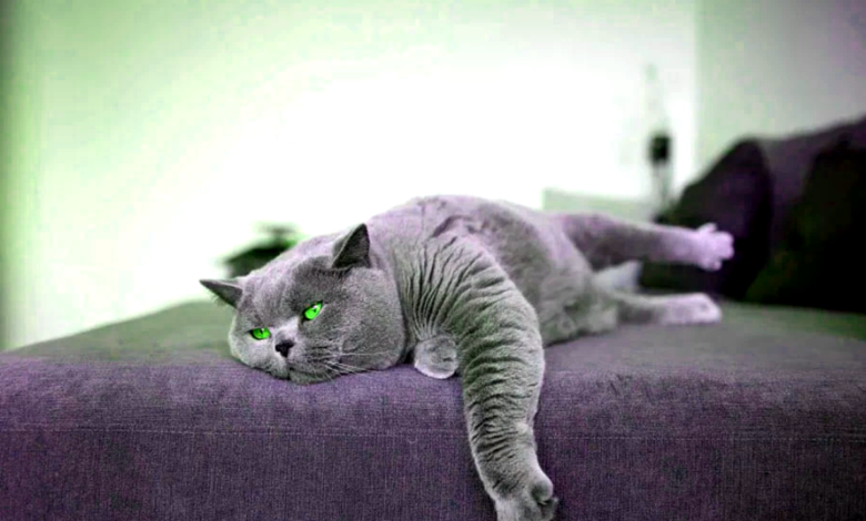 Cat's Upset Stomach