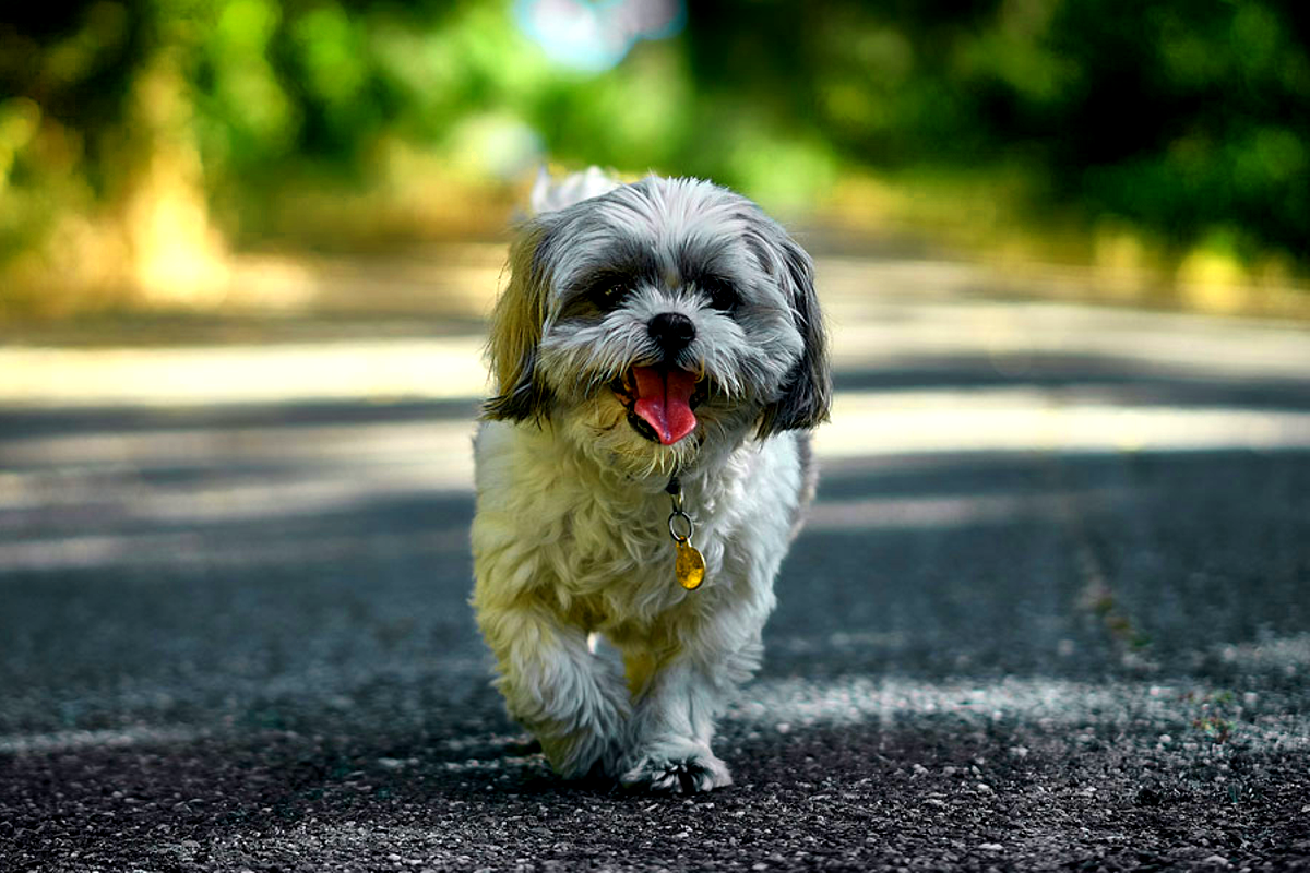 Mastering the Art of Walking Small Dogs Essential Tips for Pet Owners