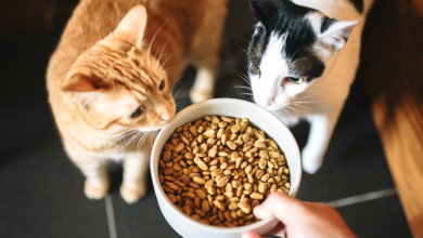 avoderm cat food