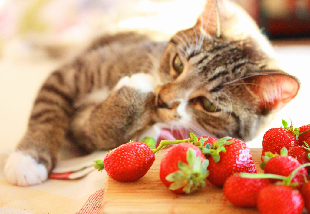 The Surprising Truth Can Cats Eat Strawberries? Pet Care Bytes