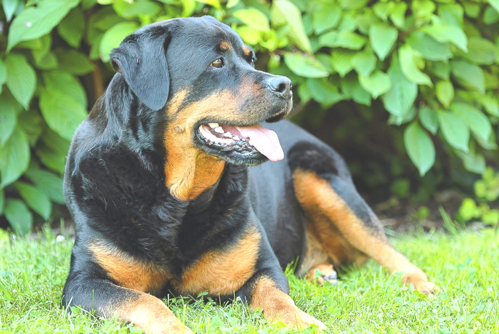 The Facts Behind Rottweiler Bites: What Every Dog Owner Should Know ...