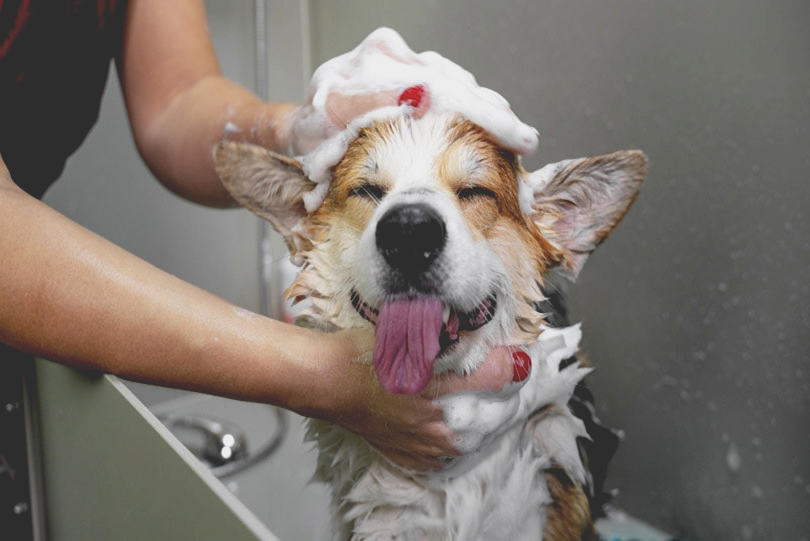 How to Make Your Puppy's First Bath a Positive Experience Pet Care Bytes