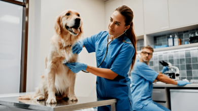 Vet