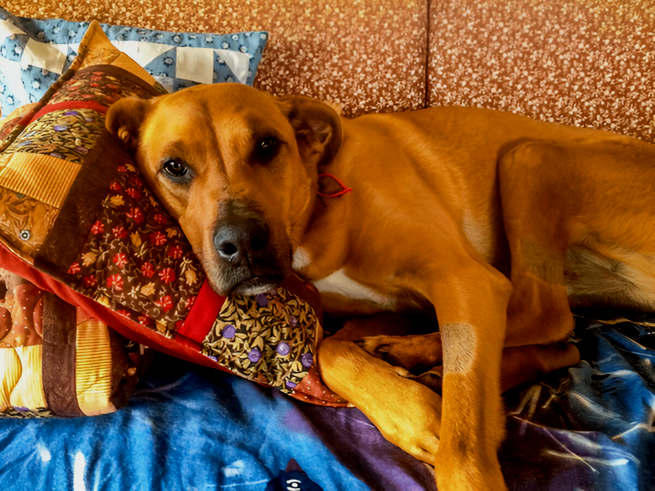 Canine Parvovirus Explained: Causes, Symptoms, and Recovery - Petcare Bytes - Canine Parvovirus Symptoms Of Panting And Shaking And Sepsis