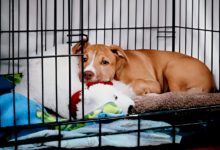 Crate Training